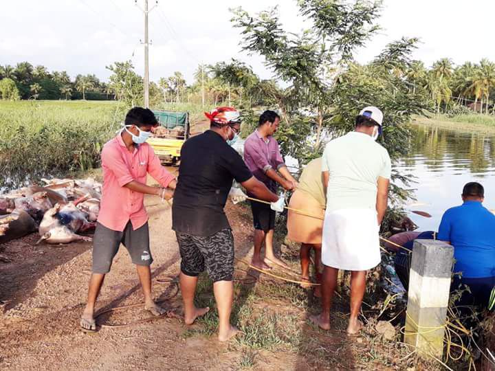 Carcass-creameated-volunteers-under-the-leadership-of-Thrissur-Suchitwa-Mission-RP-at-Cherpu