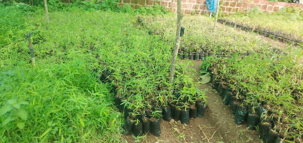 Bamboo Kasaragod